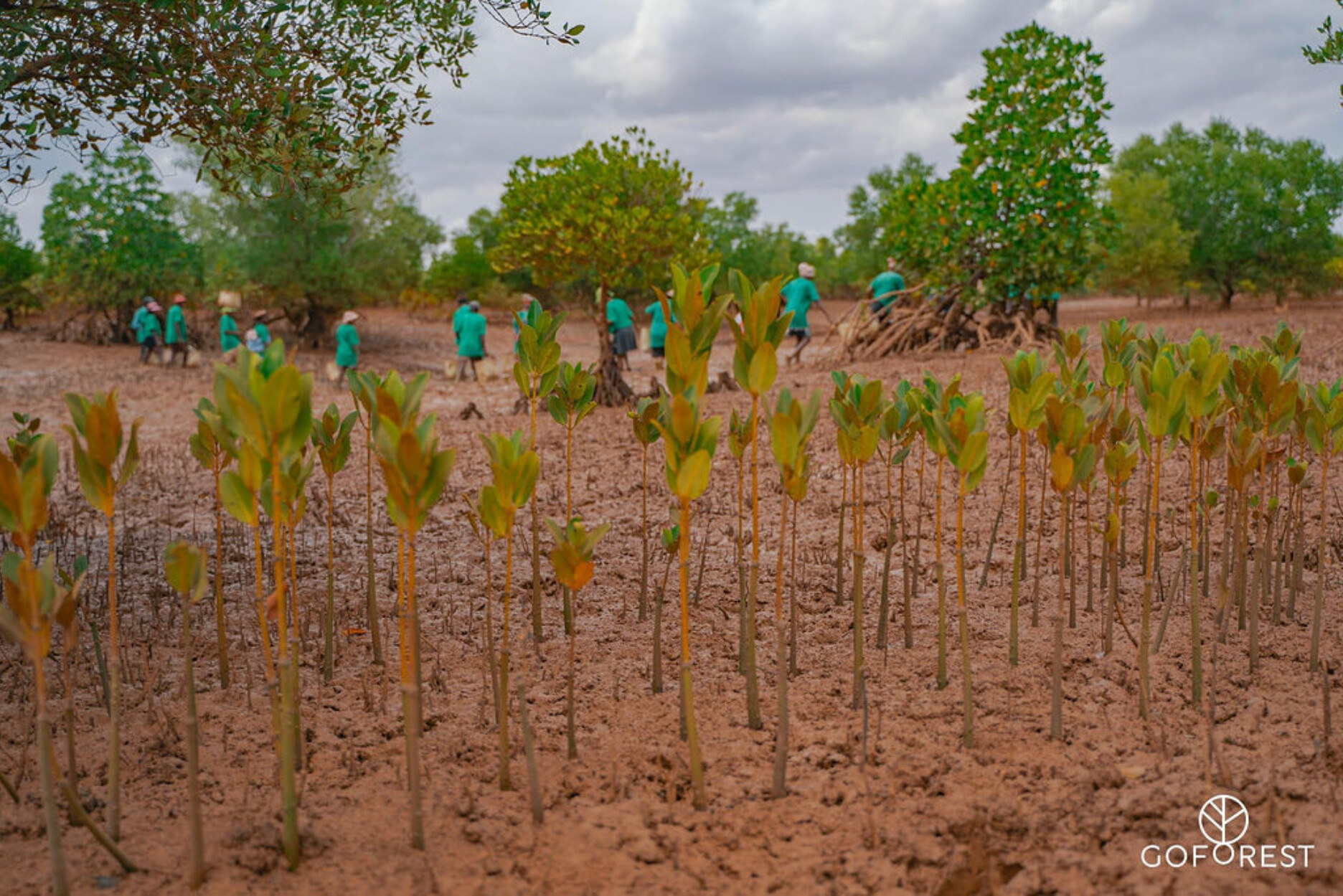 Go Forest Majunga 1410 BON06445