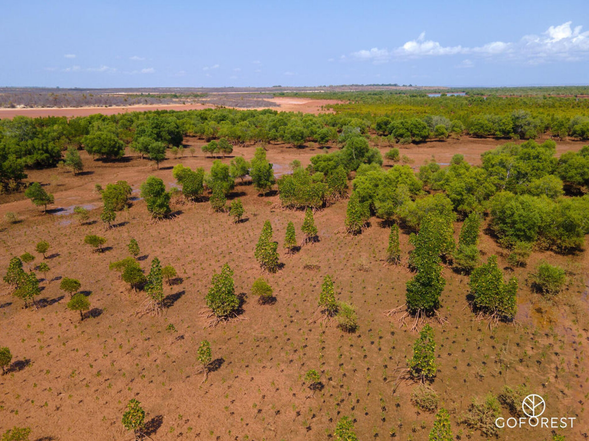 Go Forest Majunga 1410 DJI 0209